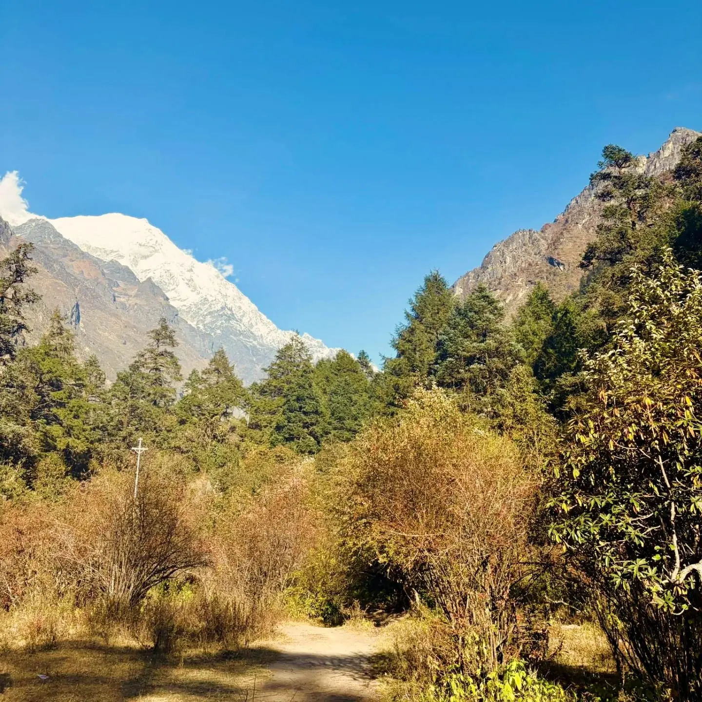 Trail through forest with snow-capped mountain in the distance